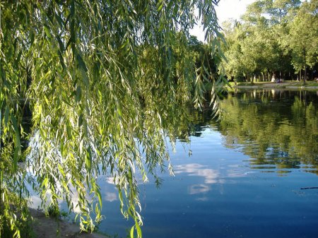 Ивушка плакучая