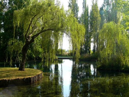 Плакучая Ива у пруда
