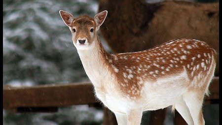 Европейская Лань самка