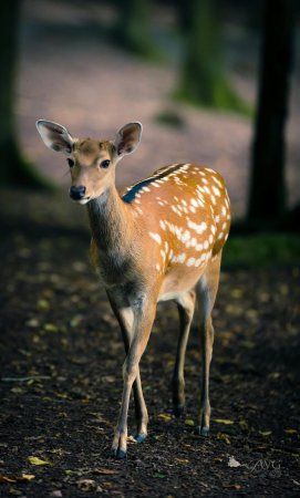 Горная Лань самка
