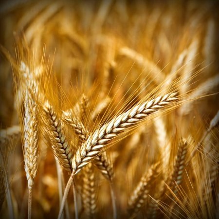 Пшеница и рожь колосья