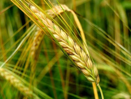 Озимая рожь Колос