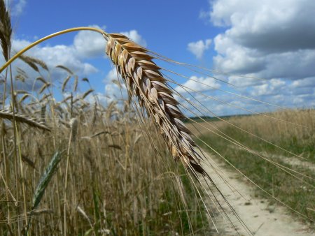 Колосок ржи