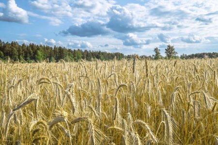 Пшеничные поля Рязань