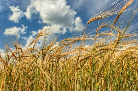 Золотая Нива пшеница