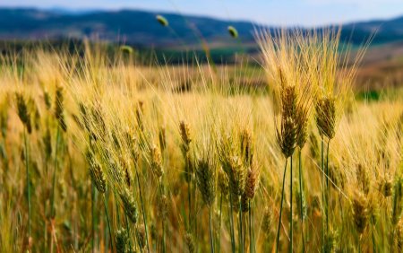 Рожь колосится