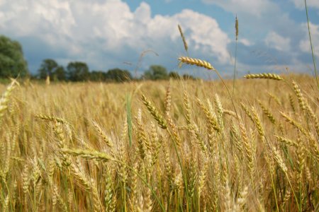 Колосящееся поле пшеницы