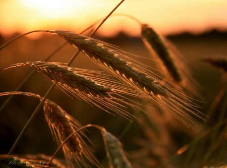 Ржаная пшеница