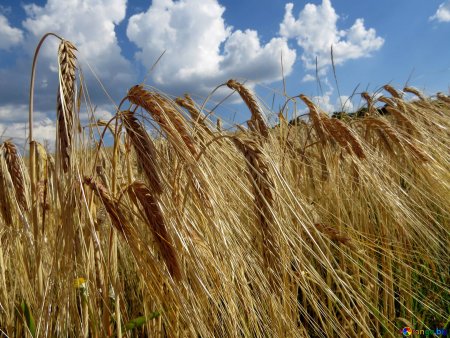 Германия поля ржи