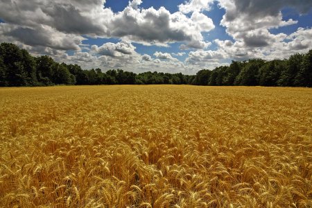 Хлебные поля Удмуртии