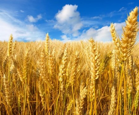 Беларус 10.25 пшеничное поле