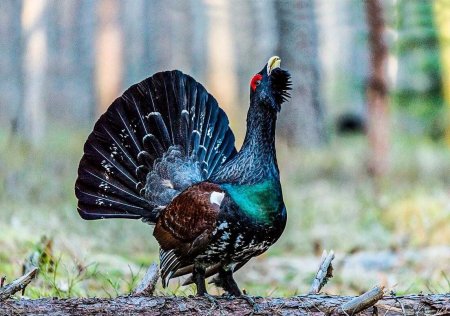 Глухарь дальнего Востока