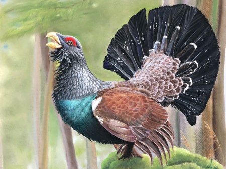 Дегтев картина Глухарь