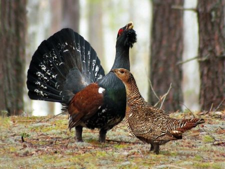 Глухарь (Tetrao urogallus)