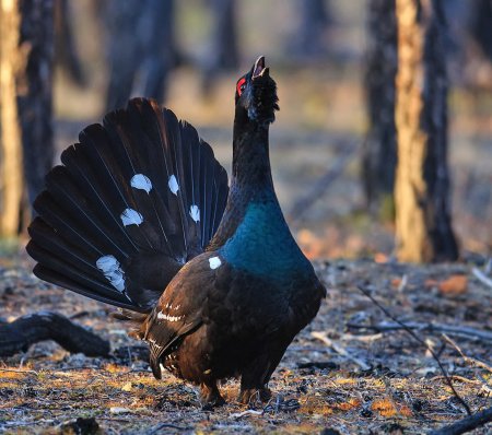 Каменный Глухарь (Tetrao parvirostris)