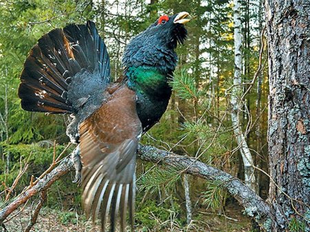 Тетерев и Глухарь в лесу в Тверской области