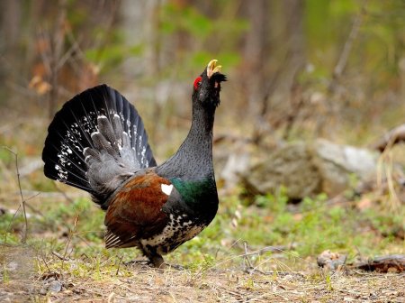 Чернобрюхий Глухарь