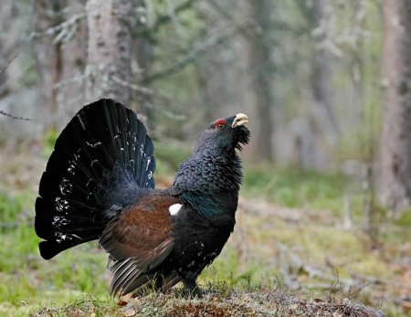 Юганский заповедник Глухарь