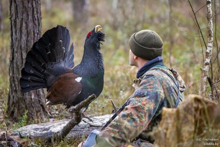 Глухарь и Глухарка