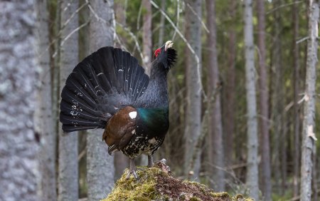 Глухарь дикий птица