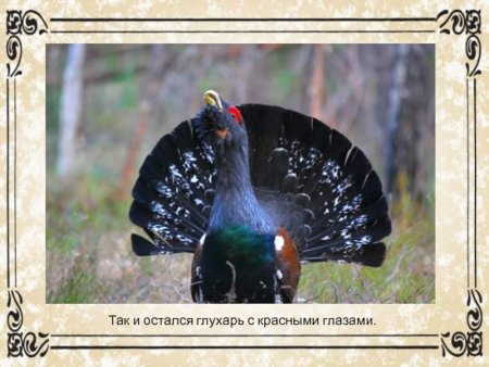 Глухарь в Дарвинском заповеднике