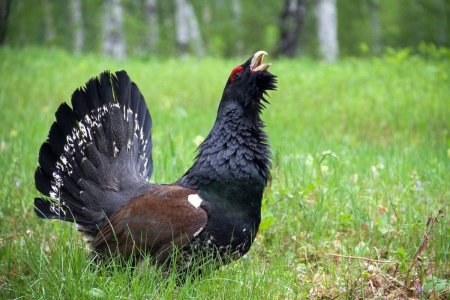 Лесные птицы Глухарь