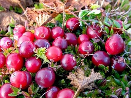 Клюква Болотная (Oxycoccus palustris)