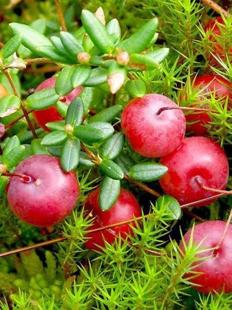 Клюква Болотная (Oxycoccus palustris)