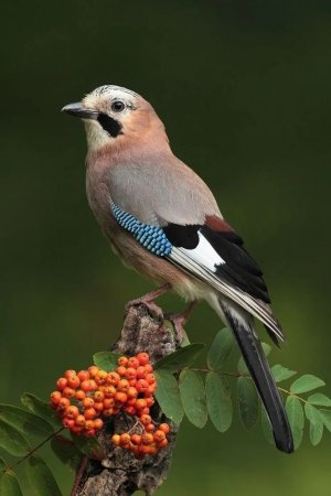 Garrulus glandarius