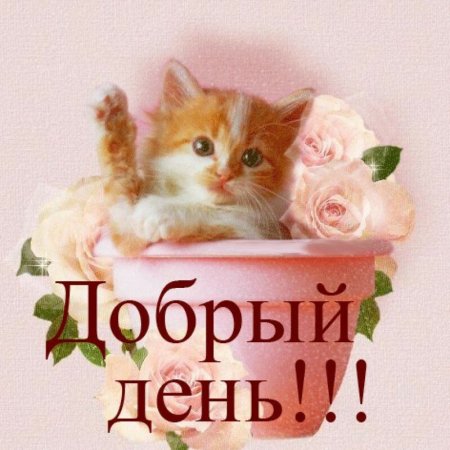 Открытки с добрым днём
