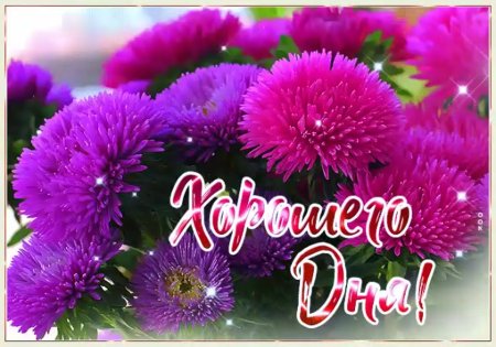 Доброго дня хризантемы