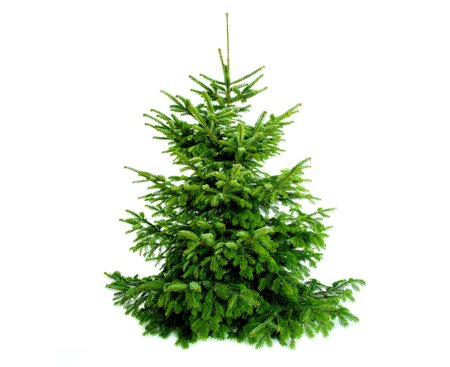 Пихта Нордмана 200см