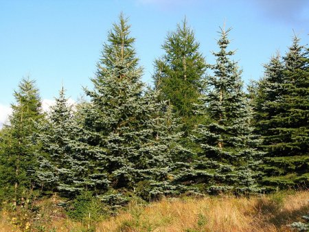 Ель колючая Sonia