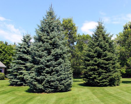 Ель колючая Балатон