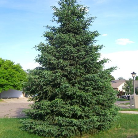 Ель обыкновенная европейская