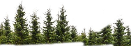 Хвойные деревья на белом фоне