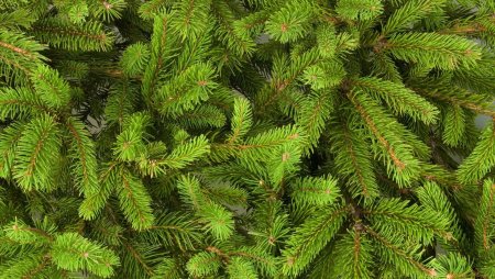 Еловая, Пихтовая, Сосновая лапы