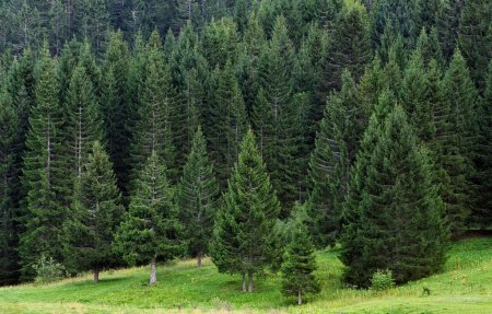 Хвойный лес Республики Коми