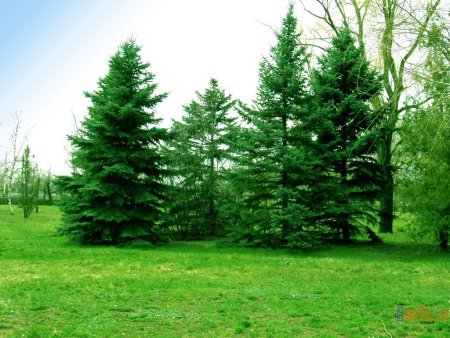 Елка дерево