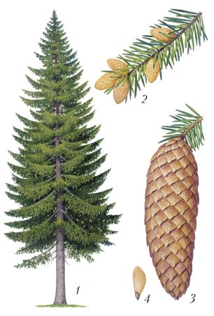 Хвоинки дерева ель обыкновенная