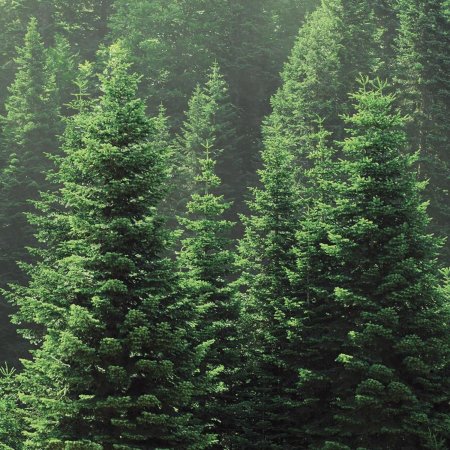 Сибирская пихта подлесок