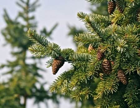 Ель елка сосна