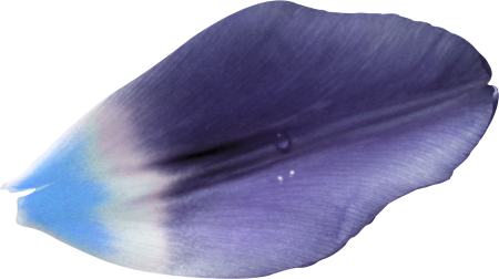 Голубой лепесток