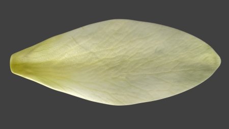 Лепесток цветка