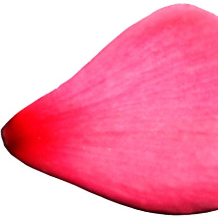 Лепестки цветов цветные