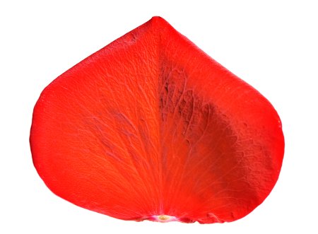 Лепесток красного цвета