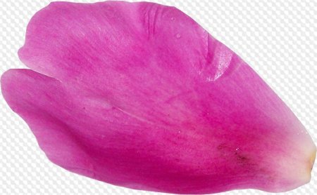 Текстура цветка лепестка