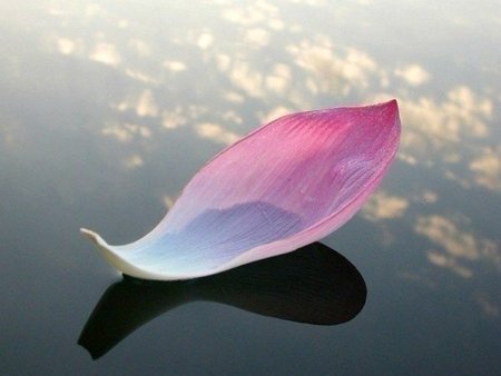 Лепестки цветов