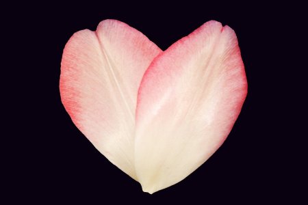 Текстура цветка лепестка