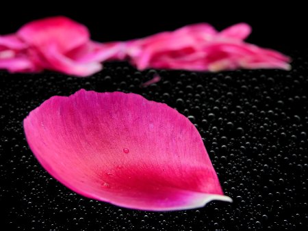 Лепесток цветка